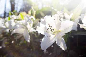 White lilly flower garden with morning day light, nature background, spring and summer season