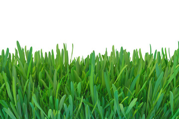 Green grass nature background. plants lawn. 3d illustration.