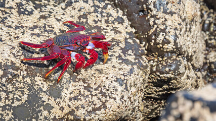 Moorish Crab or Red Crab (Grapsus adscensionis) on Lanzarote island