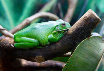 White - lipped tree frog.
 This is one of the largest tree frogs, the size of which reaches up to 15 cm from Australia and New Guinea. The color of the tree frog varies from dark brown to light green 