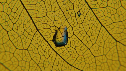 gouttes de pluie sur feuille de Pipal décomposée. (Figuiers des Pagodes ou Ficus Religiosa)