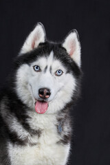 Close-up Siberian Husky's head with blue eyes on an isolated black background, front view.