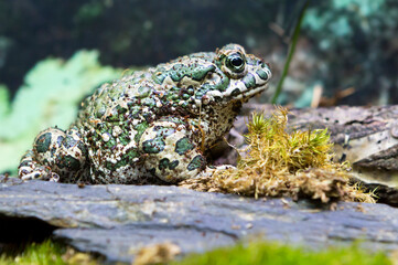 European Green Toad (Bufo Viridis).
 It lives in forest, forest-steppe, steppe and even desert zones. It is found in Southern and Central Europe, North Africa, Anterior, Middle and Central Asia.