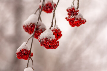 A winter red berry on a branch!