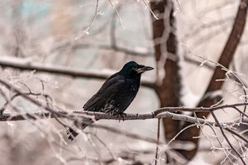 The raven is sitting on a tree branch!