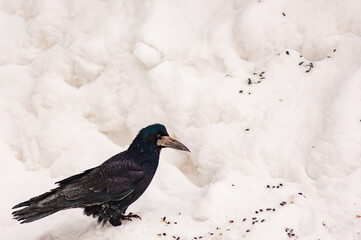 A raven sits in the snow!