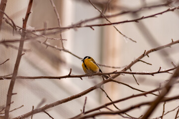 Fototapeta premium A tit on a frosty winter day on a tree branch!