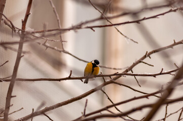 Fototapeta premium A tit on a frosty winter day on a tree branch!