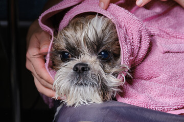 Shitzu or Shih tzu dog after bath wrapped in a towel.  Selective focus