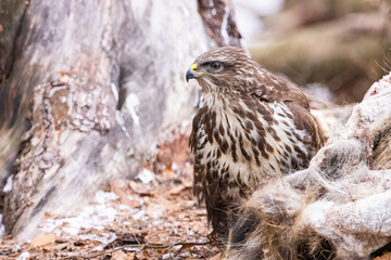 Common buzzard ( buteo buteo ) feeding food . Wildlife scenery, winter time, snow background. Birds of prey, Predator.
