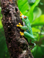 Red - eyed Tree Frog. (Latin Agalychnis callidryas).
 This is one of the most beautiful frogs. The eyes are large, the pupils are vertical. The fingers are short, with thick pads on which there are su