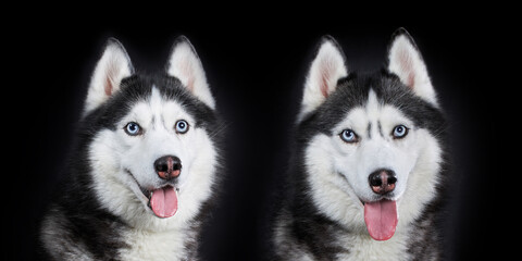 Close-up two Siberian Husky's heads with blue eyes, front view, isolated on black background