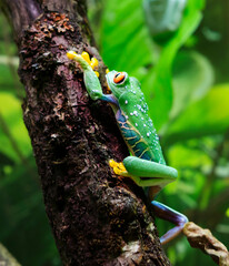 Red - eyed Tree Frog. (Latin Agalychnis callidryas).
 This is one of the most beautiful frogs. The eyes are large, the pupils are vertical. The fingers are short, with thick pads on which there are su