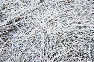 Grass in frost