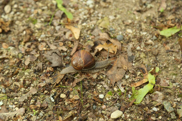 snail in leaves on the ground
