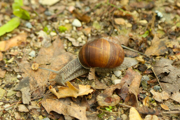 snail in leaves on the ground