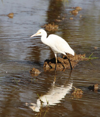 Insects are searching for food in the water of heron river. 