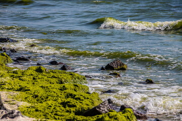 Stones covered with algae on the sandy beach of the sea in the bright sun and small waves