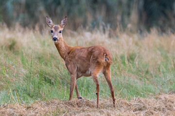 Roe deer (capreolus capreolus)  female stands in the meadow in tall grass wildlife scenery