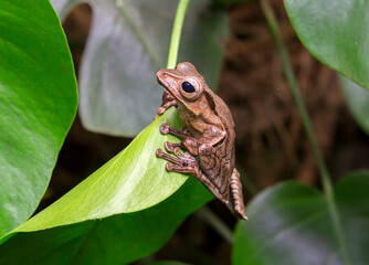 Obraz premium Borneo eared frog. (Latin: Polypedates otilophus). It is distributed in Borneo and Sumatra. it lives in rainy forests, is active at night. It is called the big-eared frog because of the characteristi