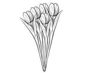 Vector tulip bouquet isolated on a white background.