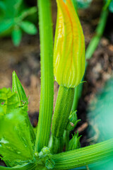 organic zucchini in the garden