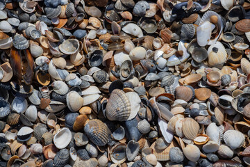 Sea shells on sand. Summer beach background. Top view