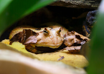 Horned frog or Amazonian slingshot (Latin Ceratophrys cornuta)
 This is a very large and voracious toad. It lives in the Amazon River basin. The upper eyelids are elongated and form pointed outgrowths