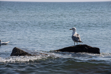Seagull standing on vibrant green mossy rocks by the sea