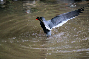 A view of an Inca Tern