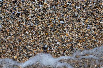 Sea shells on sand. Summer beach background. Top view