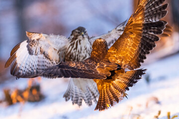 Common buzzard ( buteo buteo ) duel of predators for prey. Wildlife scenery. Air battle of two birds of prey.