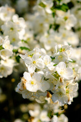 jasmine bush flowers in garden during blossoming period