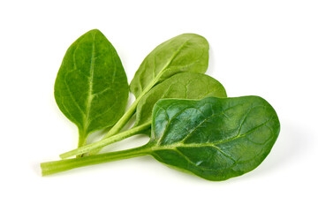 Spinach leaves isolated on white background.