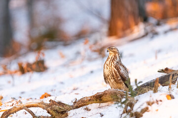 Common buzzard ( buteo buteo ) feeding food . Wildlife scenery, winter time, snow background. Birds of prey, Predator.