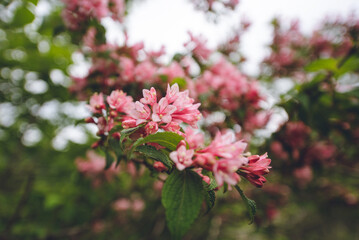 タニウツギ, 武奈ヶ岳, 高山植物