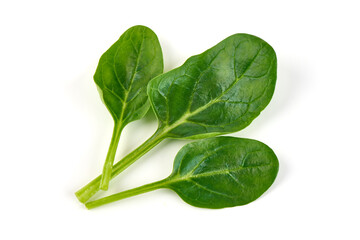 Spinach leaves isolated on white background.