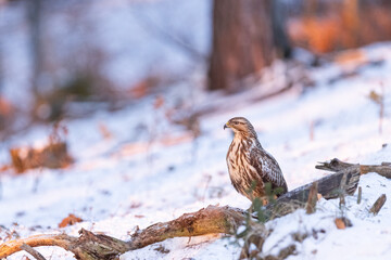 Common buzzard ( buteo buteo ) feeding food . Wildlife scenery, winter time, snow background. Birds of prey, Predator.