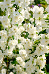 jasmine bush flowers in garden during blossoming period