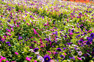 Landscape nature background of beautiful colorful cosmos flower field