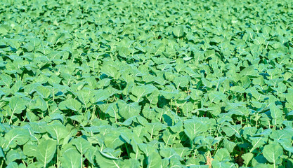 Lush rapeseed in the farmland