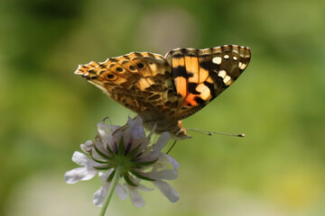 Belle Dame (Vanessa cardui)