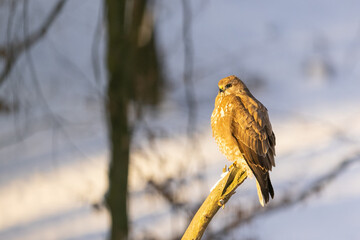 The Common buzzard ( buteo buteo ) sitting on a branch in the winter forest. Wildlife scenery....