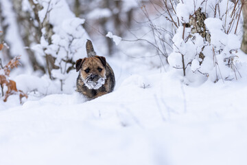 Cute little Border terrier puppy. Little dog in winter time on the snow.