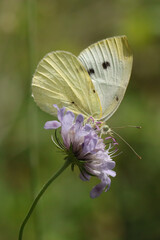 Piéride de la rave (Pieris rapae)
