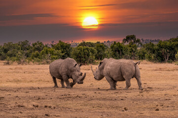 White Rhinoceros Ceratotherium simum Square-lipped Rhinoceros at Khama Rhino Sanctuary Kenya Africa.