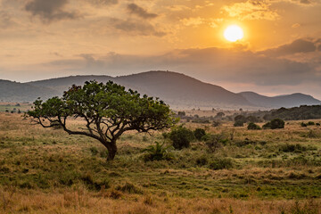 beautiful African landscape at sunset (Kenya Africa)