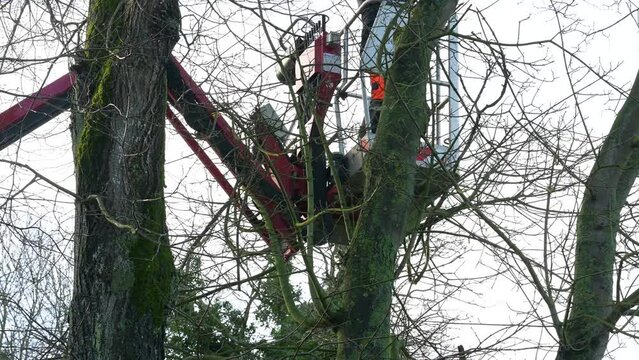 Kranker Baum mit einer Kettens&auml;ge oder Motors&auml;ge f&auml;llen und zum Brennholz verarbeiten