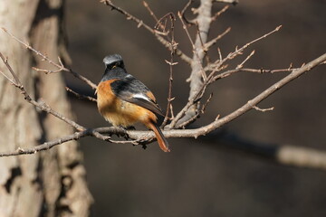 daurian redstart on the branch