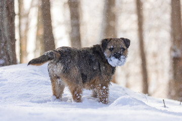 Cute little Border terrier puppy. Little dog in winter time on the snow.